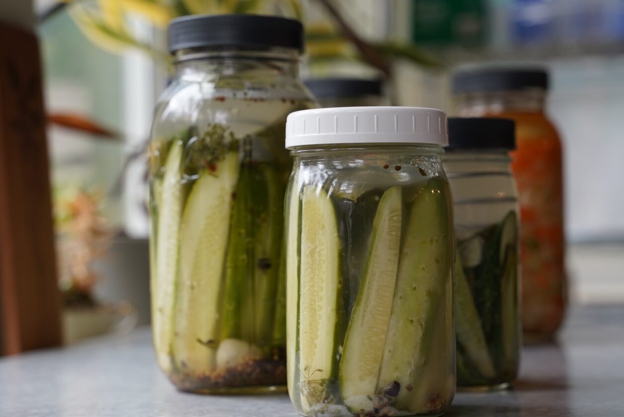 Jars of wild fermented dill pickles.