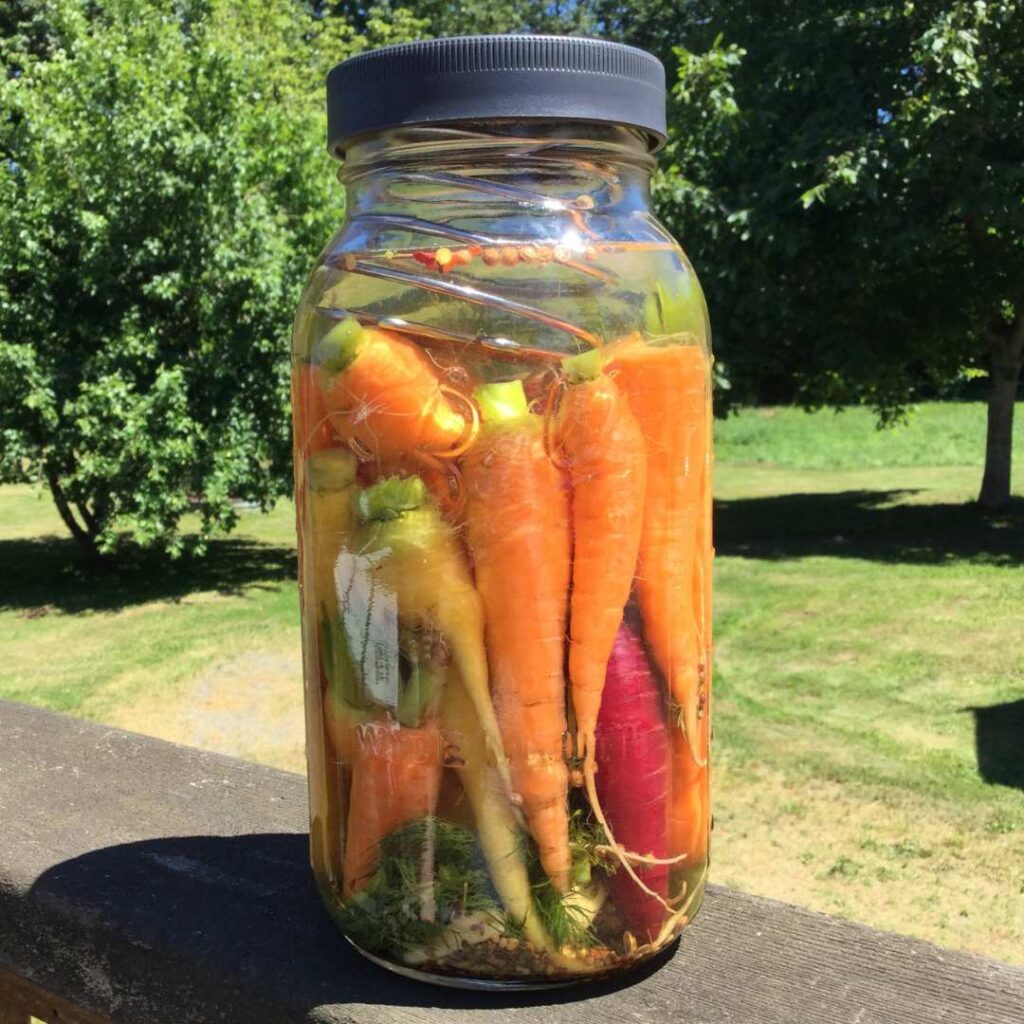 whole fresh fermented carrots in a jar outside.