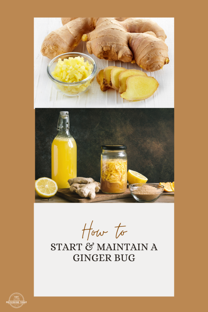 How to start & maintain a ginger bug pin