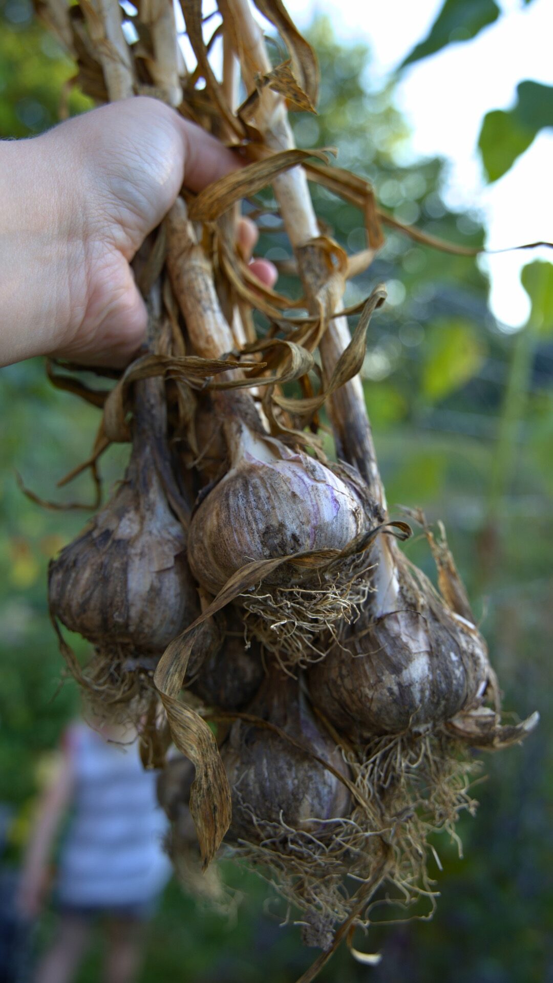 Hand holding bunch of just harvested hard neck garlic bulbs.