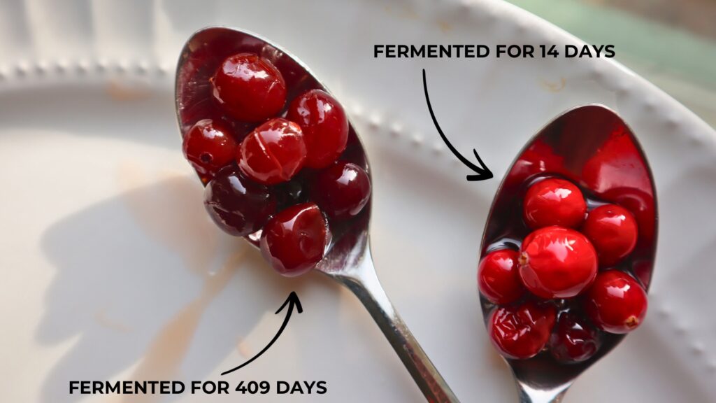 Honey fermented cranberries on a spoon after 409 days on the left and the right spoon at 2 weeks.