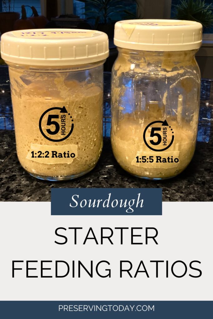 Sourdough starter feeding ratios showing difference after five hours.