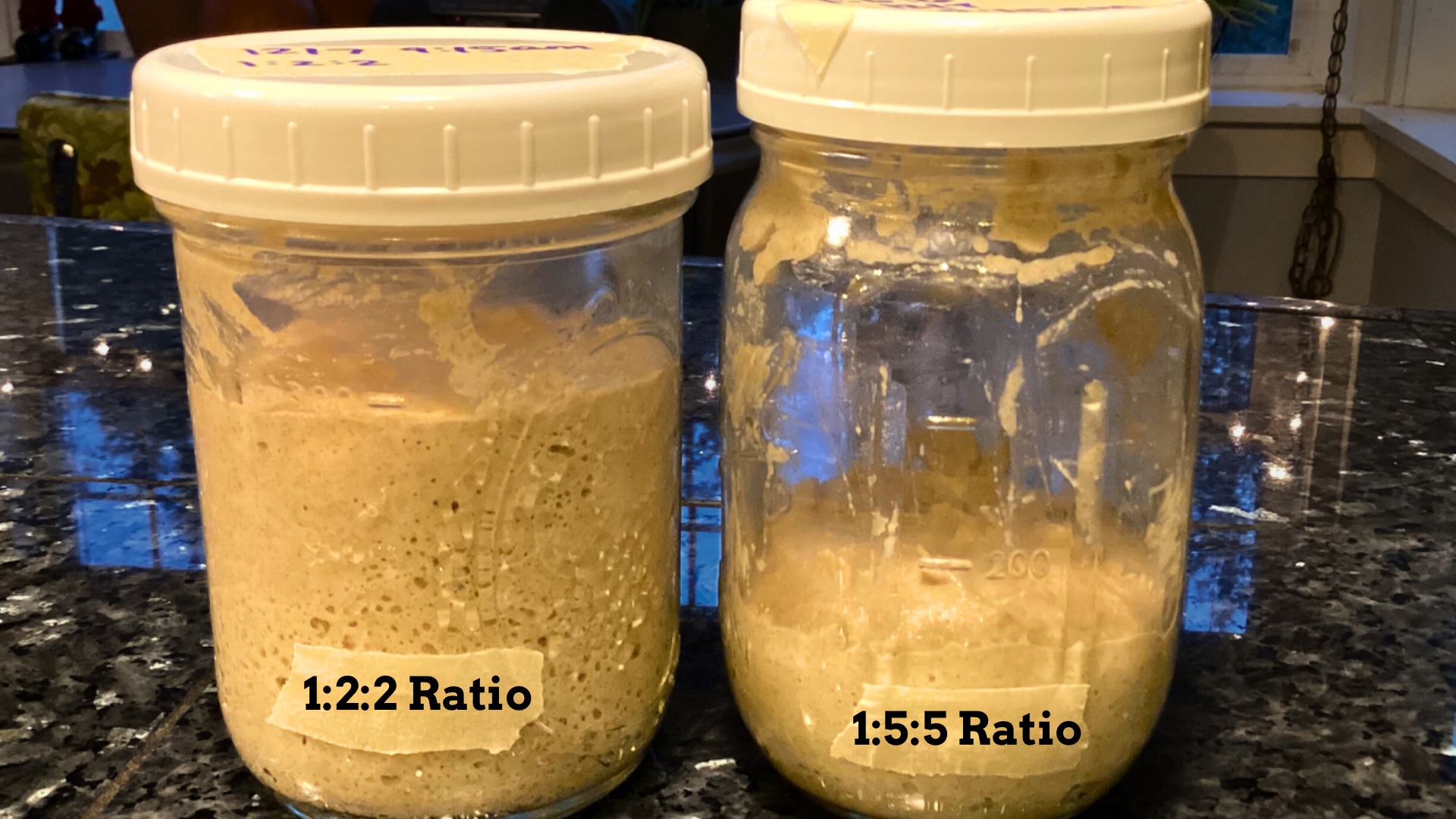 Two jars of sourdough starter with different feeding ratios after five hours.